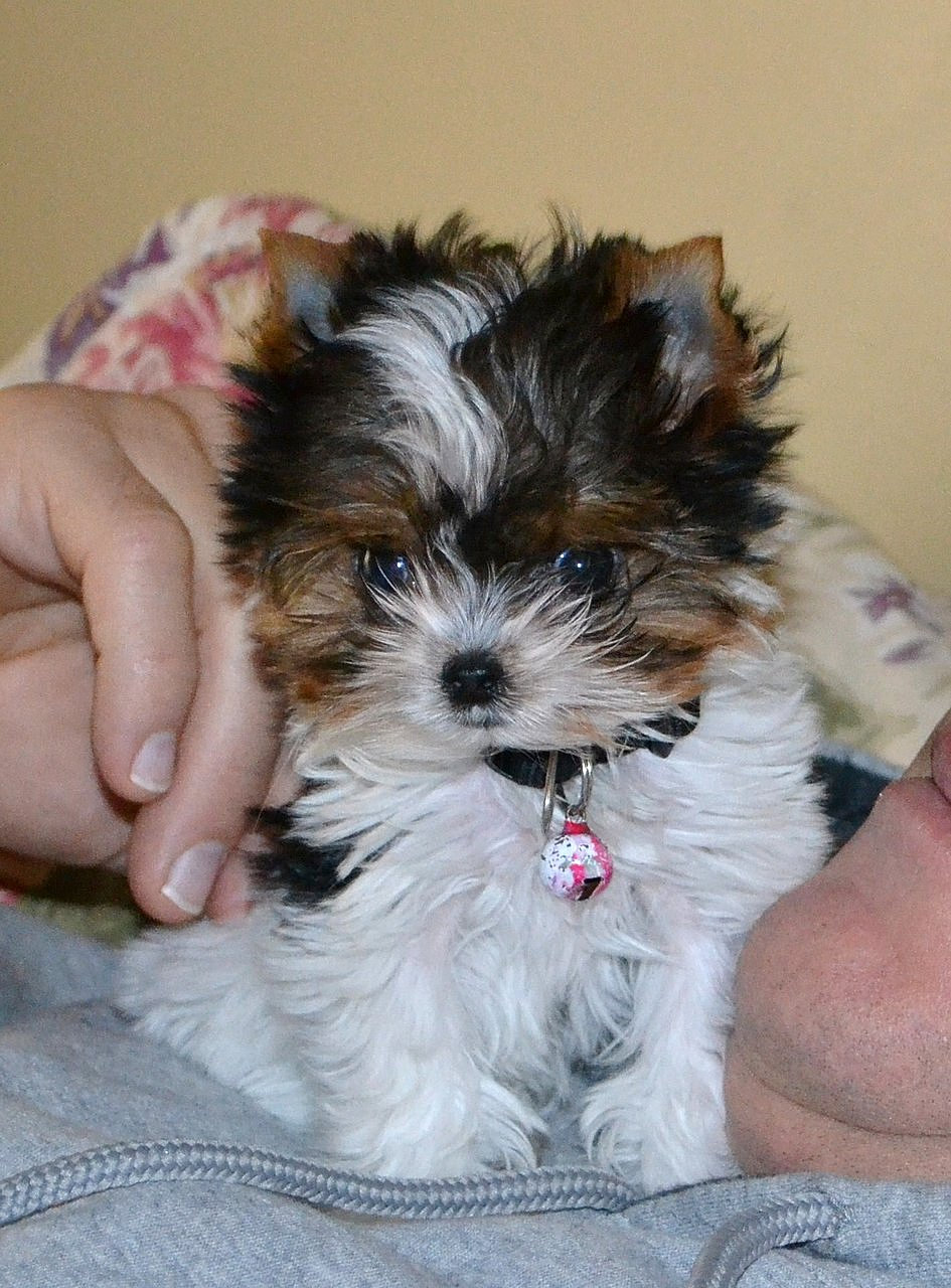 Dog Training Terrier Cross Puppies For Sale Yorkshire