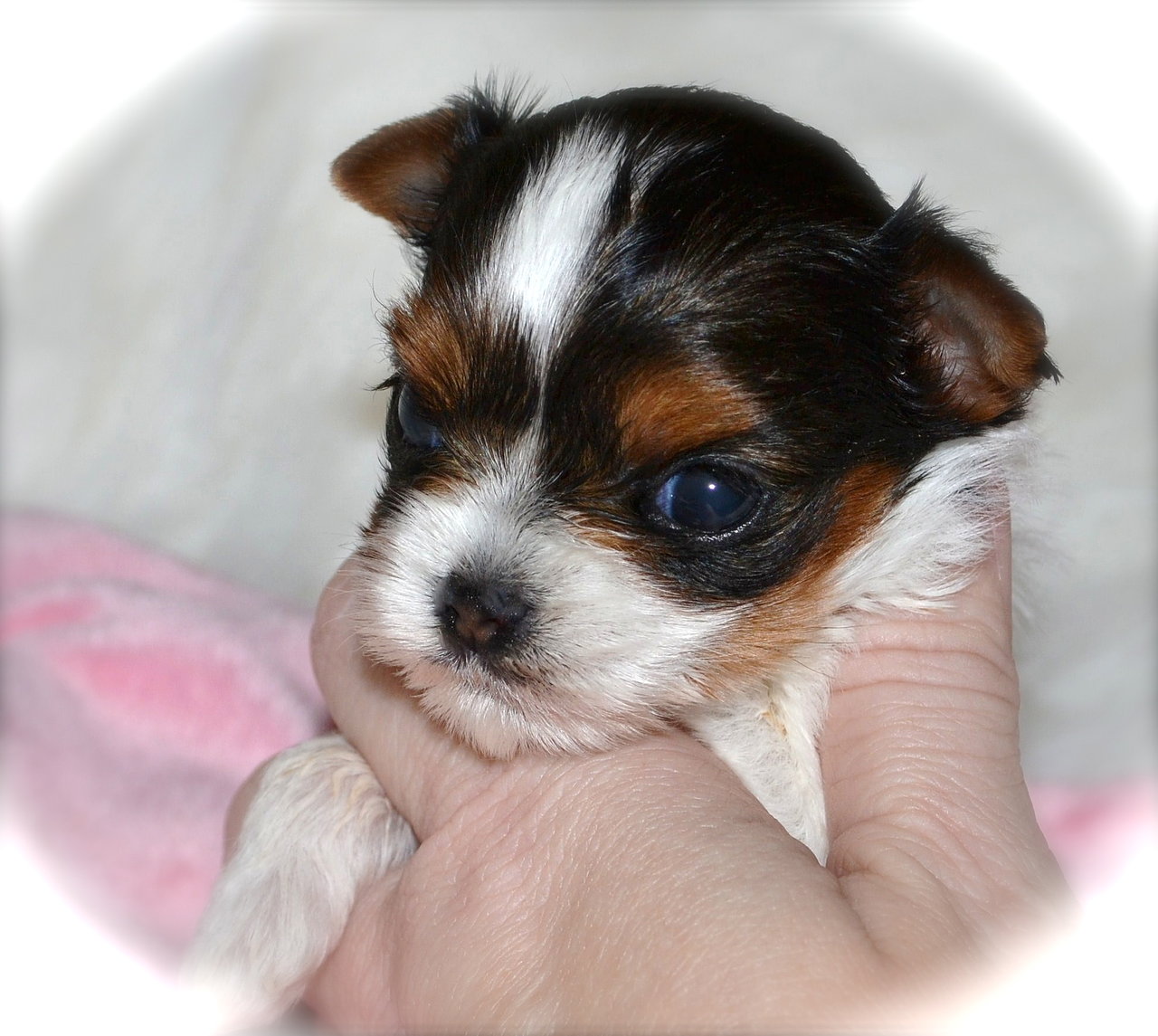 newborn yorkie puppies for sale teacup yorkie teacup yorkies yorkies for sale teacup breeds picture newborn yorkie puppies for sale teacup yorkie teacup yorkies yorkies for sale teacup breeds picture