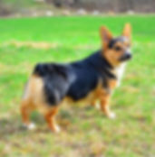 IMG_7027.jpeg