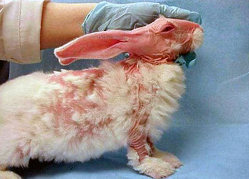 animal testing a brief account of Unreliable animal testing 90% of drugs fail in human trials despite promising results in animal tests - whether on safety grounds or because they do not work. animal testing a brief account of Unreliable animal testing 90% of drugs fail in human trials despite promising results in animal tests - whether on safety grounds or because they do not work.