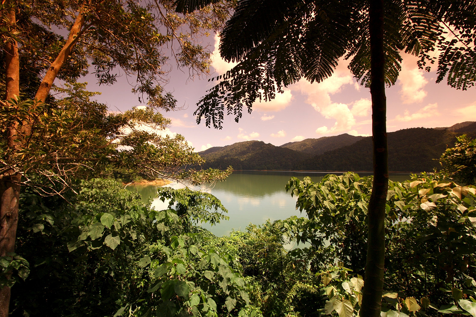 Image result for wedding in belum rainforest resort