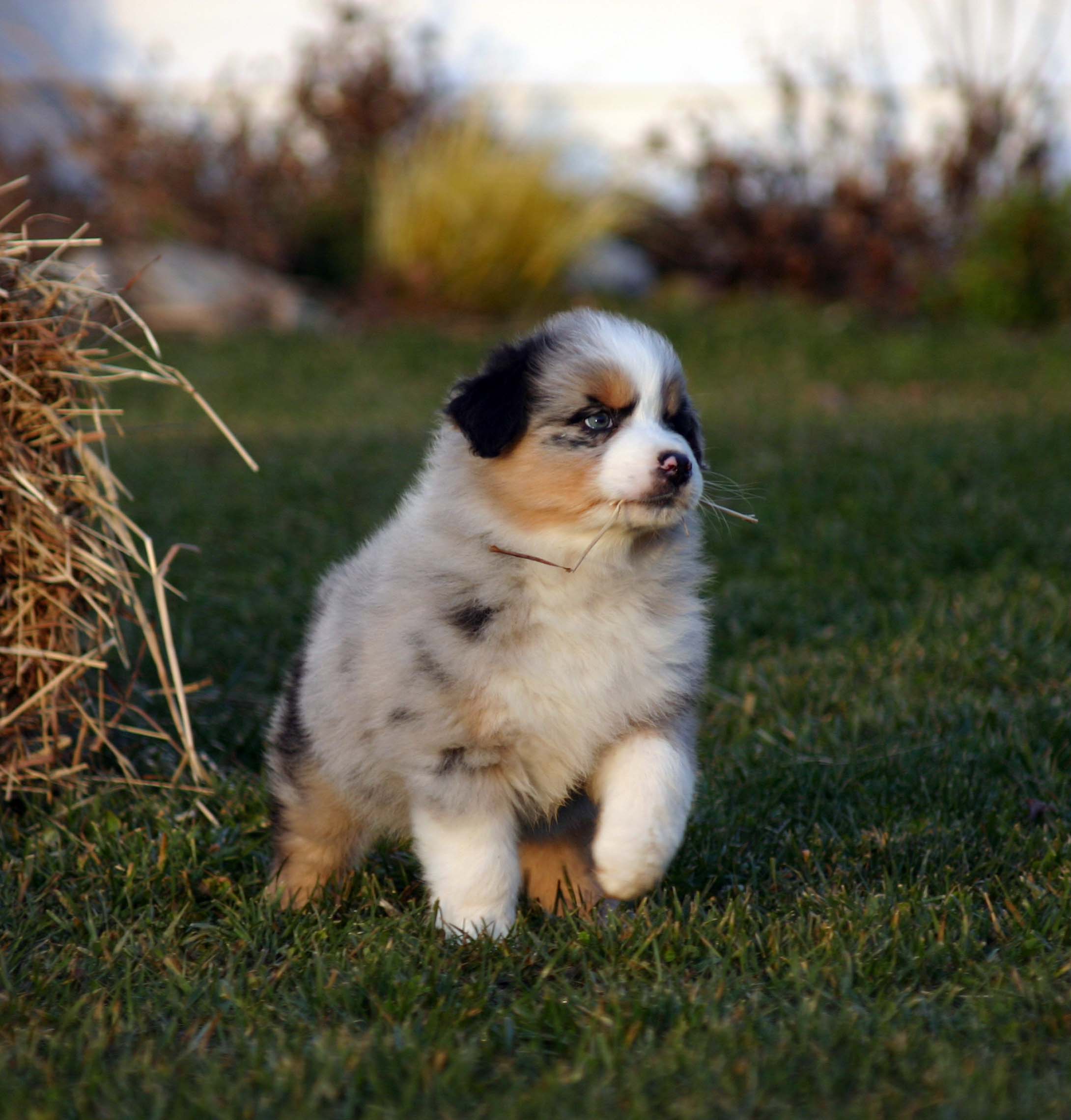 corgi puppies kentucky pembroke corgi puppies search results million gallery corgi puppies kentucky pembroke corgi puppies search results million gallery