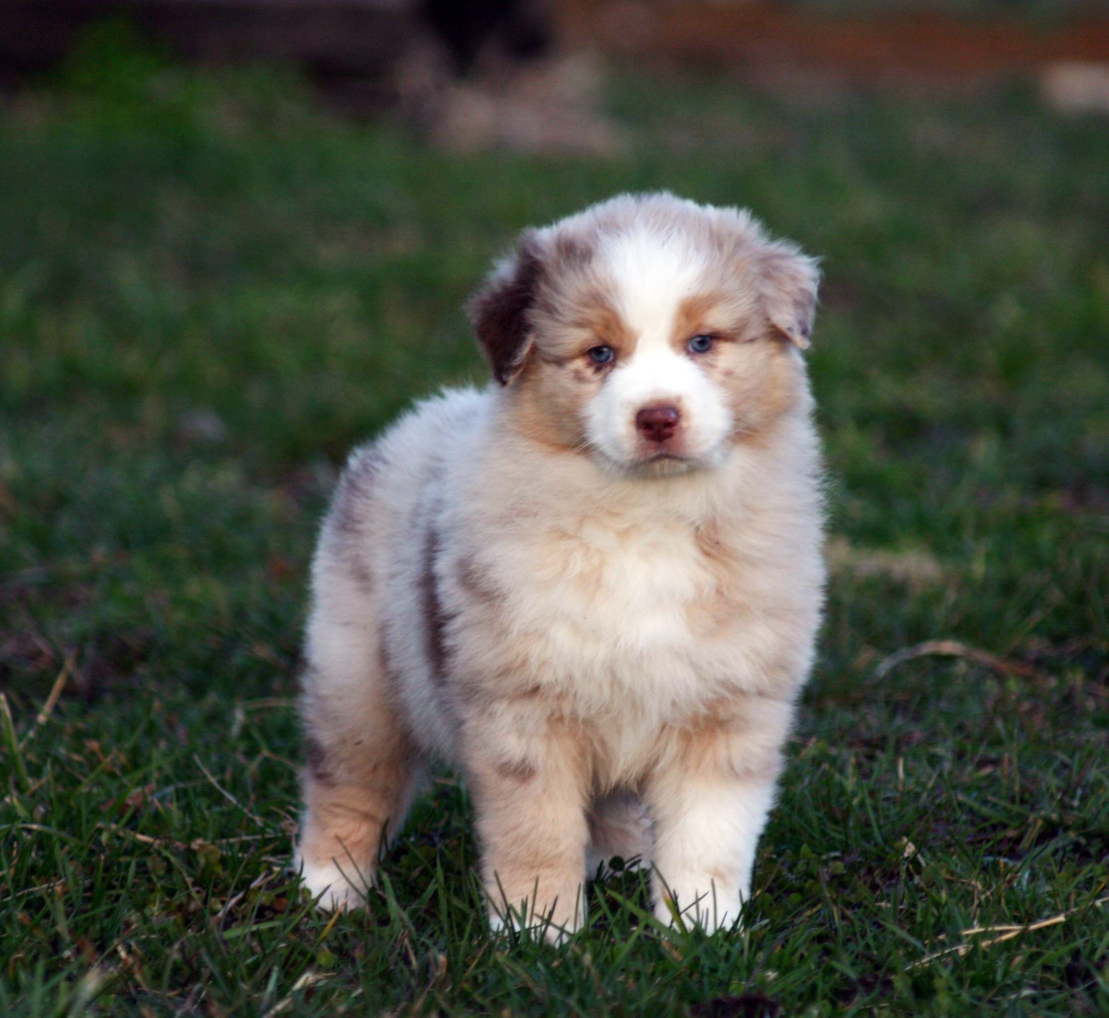 aussie corgi puppies akc australian shepherd pembroke corgi puppies in central ky aussie corgi puppies akc australian shepherd pembroke corgi puppies in central ky