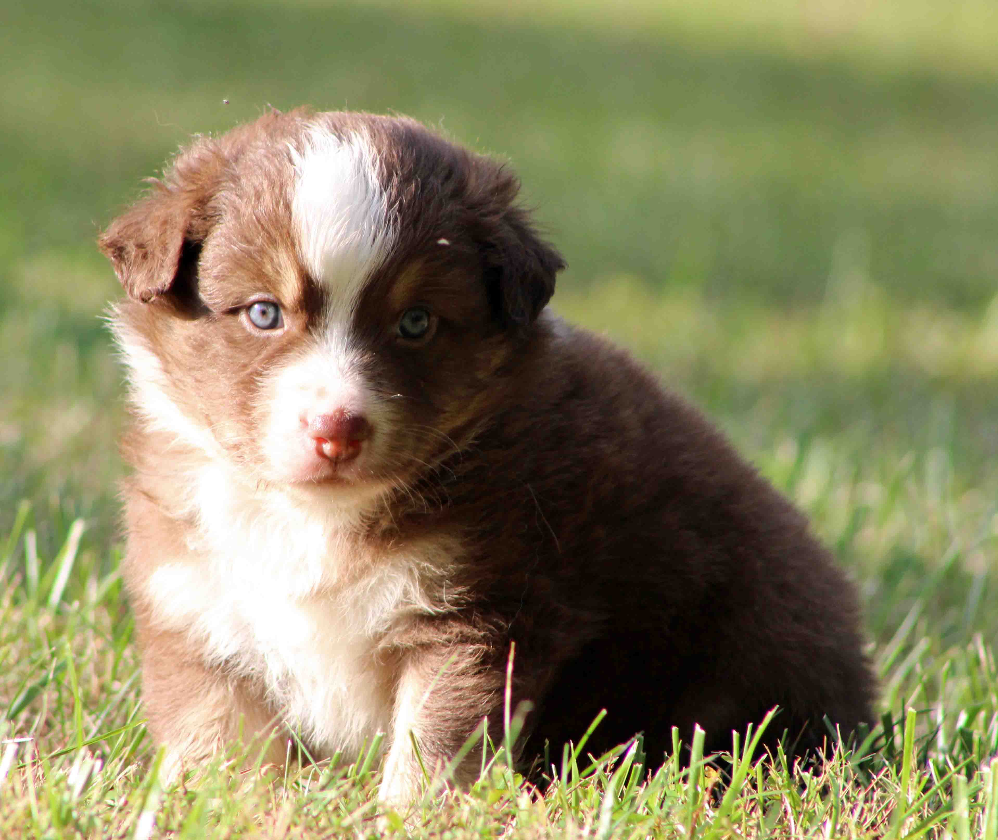 corgi puppies kentucky welsh corgi breeds picture corgi puppies kentucky welsh corgi breeds picture