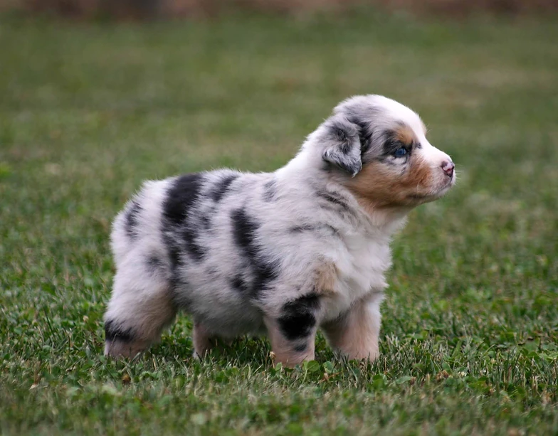 australian shepherd puppies 500 akc australian shepherd u0026 pembroke welsh corgi puppies in central ky australian shepherd puppies 500 akc australian shepherd u0026 pembroke welsh corgi puppies in central ky