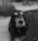 mizzie (3).jpg