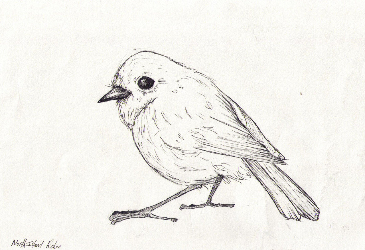 Line Drawing Robin : Robin bird sketch coloring page