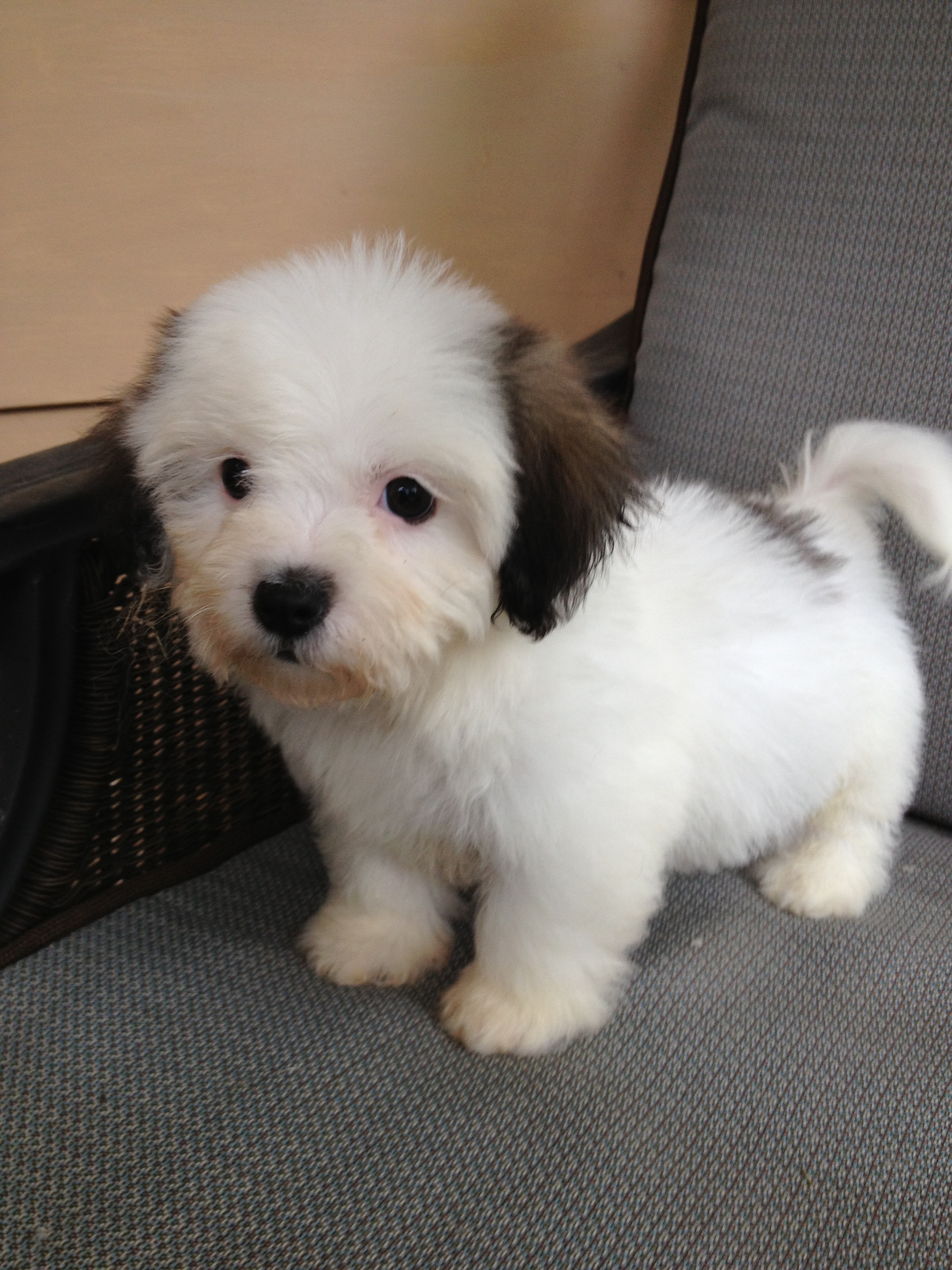 non shedding non shedding dogs for sale breeds picture non shedding non shedding dogs for sale breeds picture