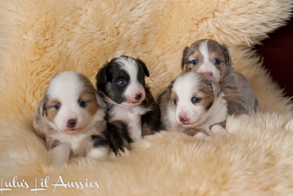 Toy, Teacup and Miniature Australian Shepherds