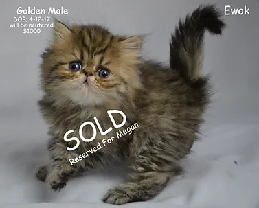Persian Kittens For Sale,Persians For Sale, Teacup Persians For Sale Persian Kittens For Sale,Persians For Sale, Teacup Persians For Sale