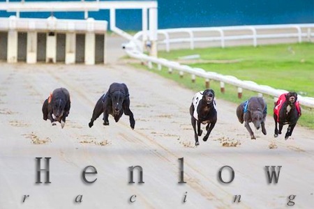 henlow dogs today