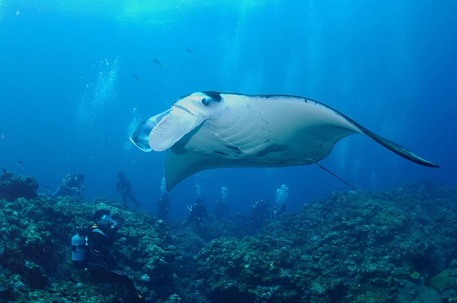 Diving in Ishigaki Japan. Image: Prime Scuba