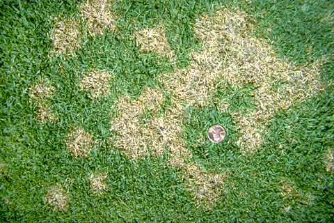 dollar spot disease