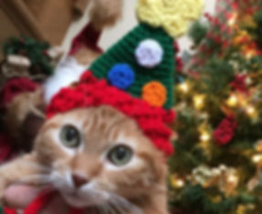 Cat in Christmas Hat