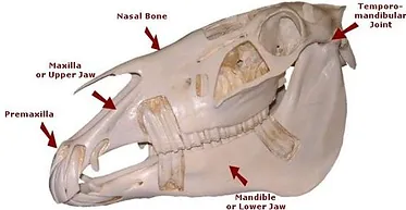 dental anatomy