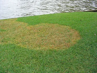 identifying grass