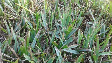identifying grass