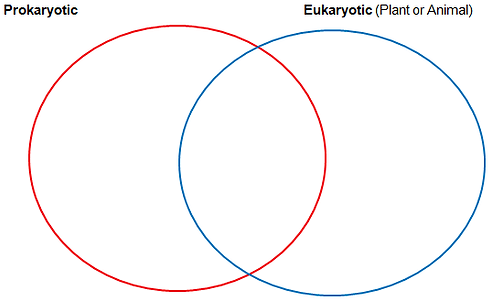 livingmatterwebquest prokaryotic eukaryotic prokaryotic and eukaryotic cells similarities and differences venn diagram