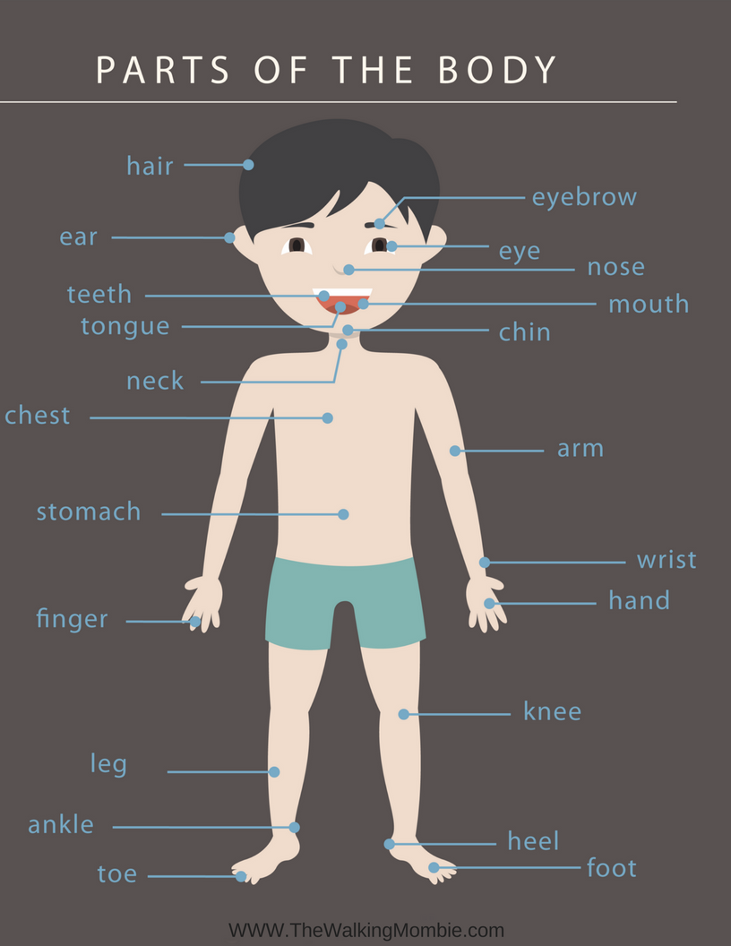 Human Body Printout