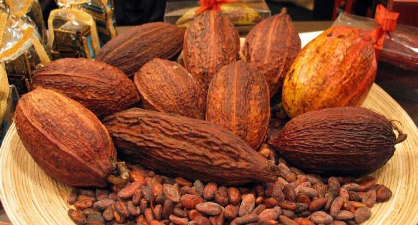 Cocoa-e1450018665913.jpeg