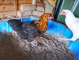 Chickens