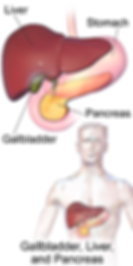 Location_of_the_Gallbladder,_Liver,_and_