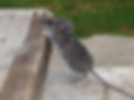 Omaha Rodent Control | Mice | Exterminator | Removal | Trapping | Inspections | Tree Lawn Medic - Omaha NE