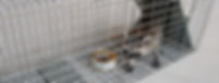 Rodent and Wildlife Services in Omaha