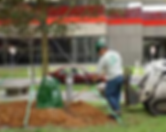 Omaha Tree Trimming | Omaha Tree Pruning | Omaha Tree Cutting | Tree Lawn Medic - Omaha NE