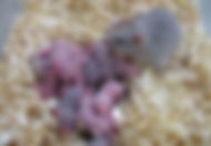 Omaha Rodent Control | Mice | Exterminator | Removal | Trapping | Inspections | Tree Lawn Medic - Omaha NE