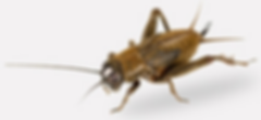 Omaha Cricket Control | Exterminator | Tree Lawn Medic - Omaha NE