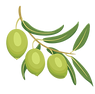 olive.png