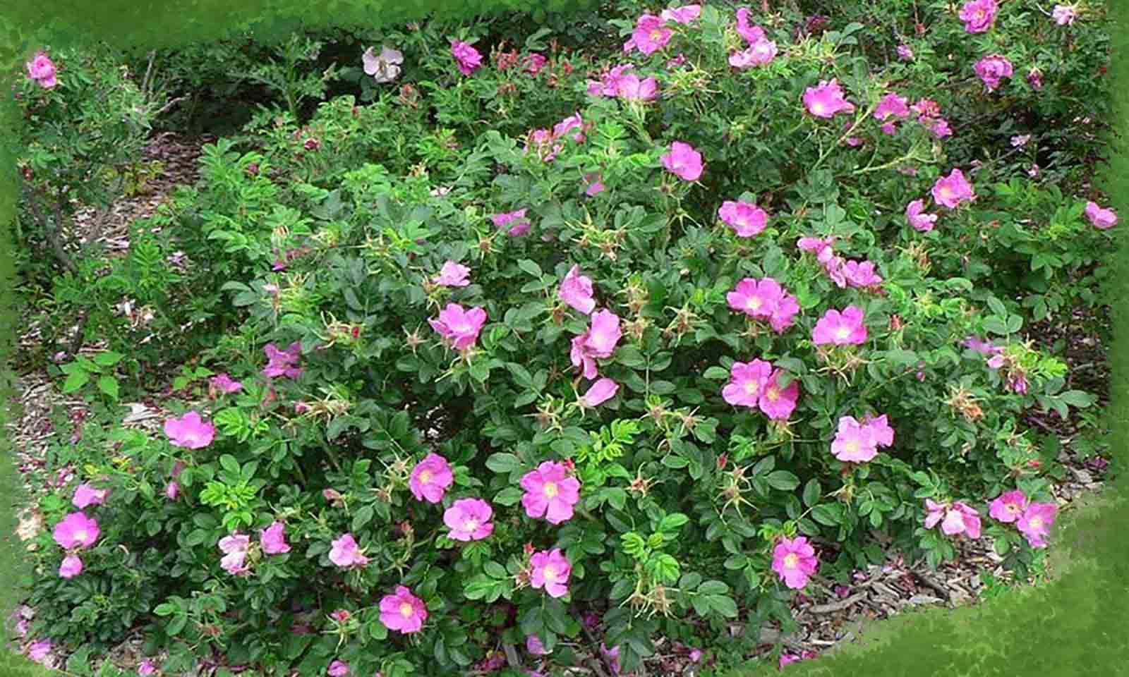 Роза Ругоза Фото И Описание – Telegraph