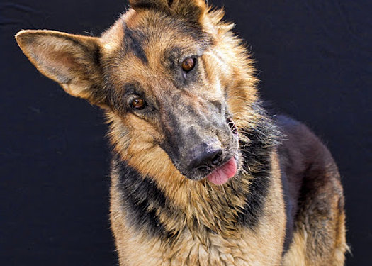 German Shepherd Rescue Las Vegas