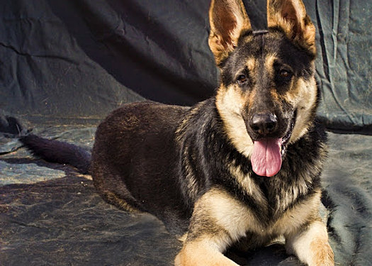 German Shepherd Rescue Las Vegas
