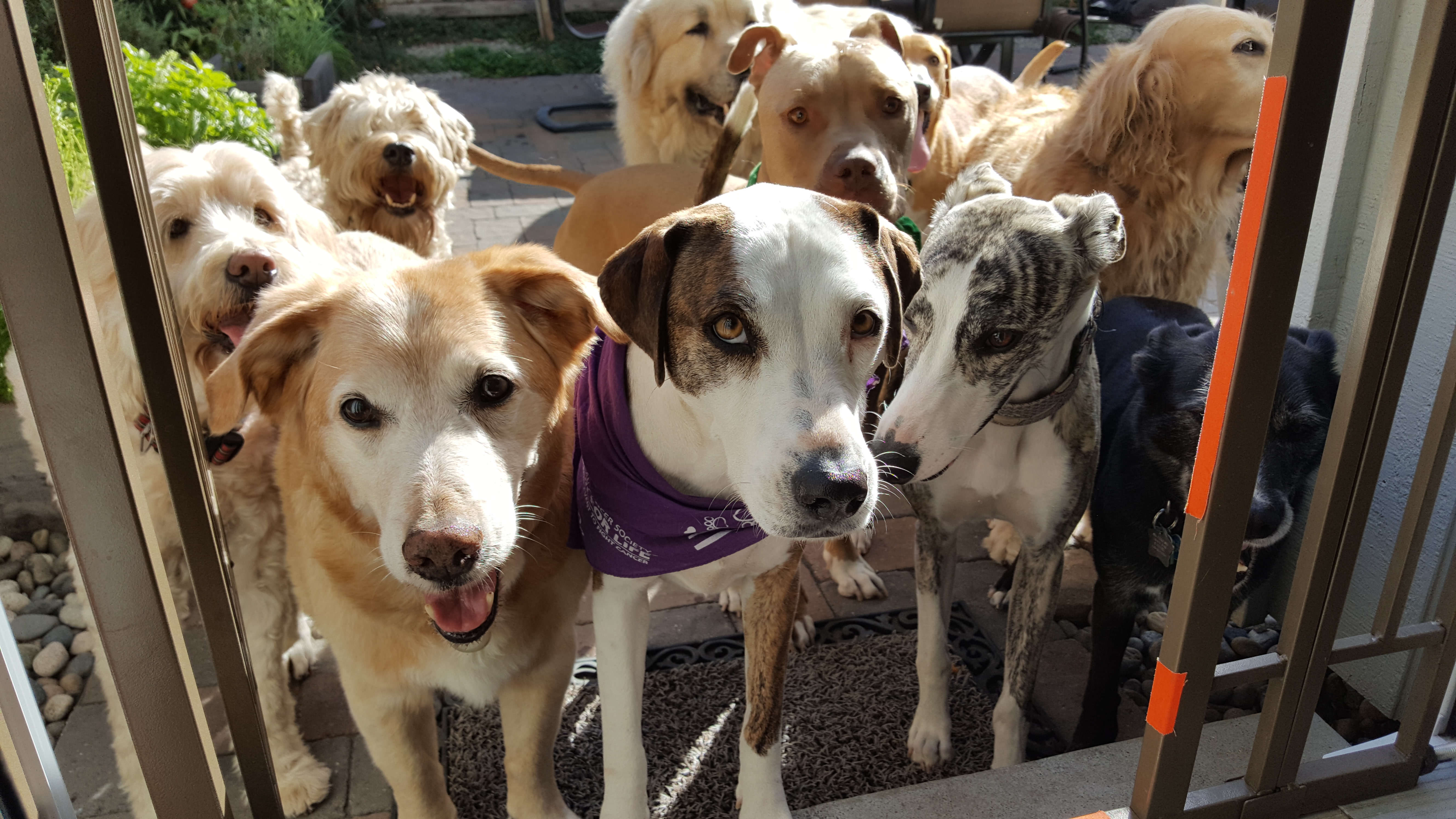 JOBS Citizen Hound Winner Best Dog Walker San Francisco