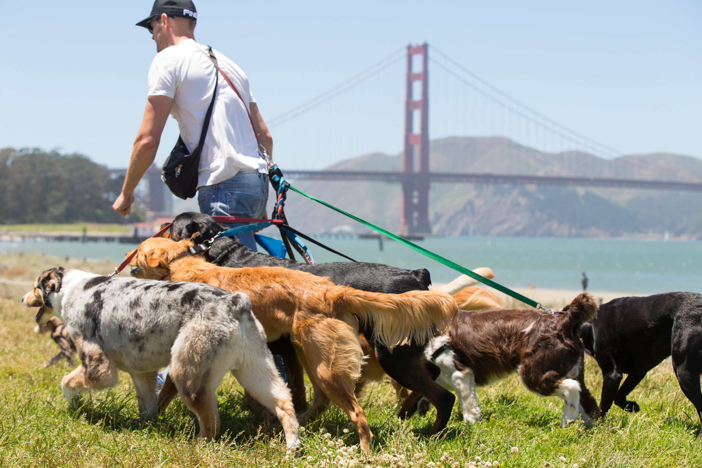 JOBS Citizen Hound Winner Best Dog Walker San Francisco