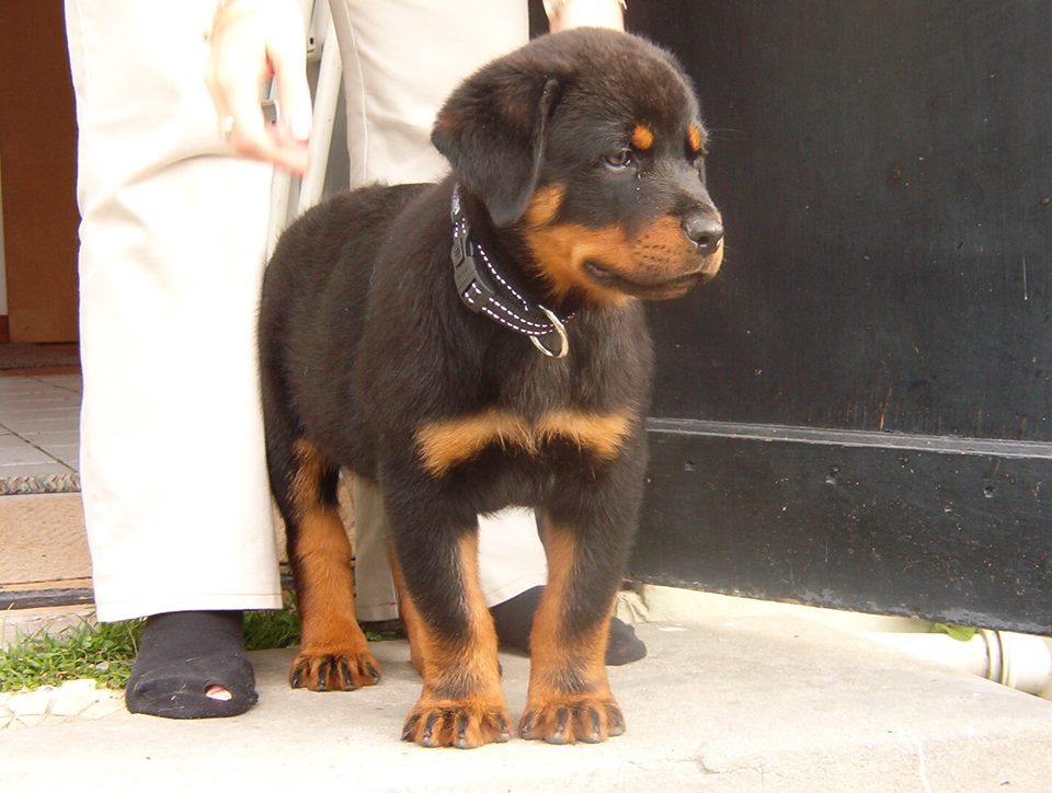 rottweiler rescue ma august rottie of the month rottweiler rescue and rehome south africa rottweiler rescue ma august rottie of the month rottweiler rescue and rehome south africa
