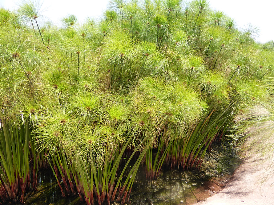 Rsultat de recherche dimages pour papyrus du nil plante