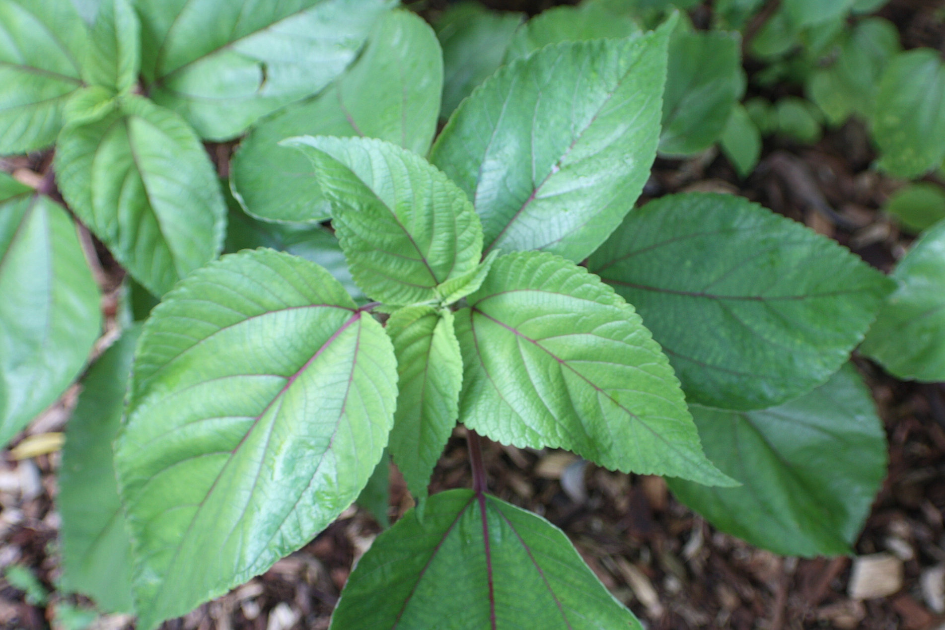 Mamaki Native Hawaiian Herbal Tea Organic Hawaii Health