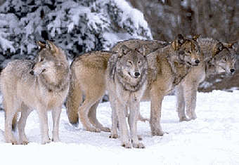 quels animaux vivent en meute