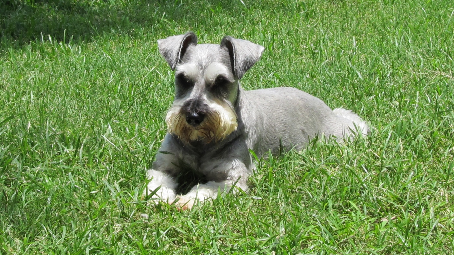 miniature schnauzer rescue puppies schnauzer for adoption breeds picture miniature schnauzer rescue puppies schnauzer for adoption breeds picture