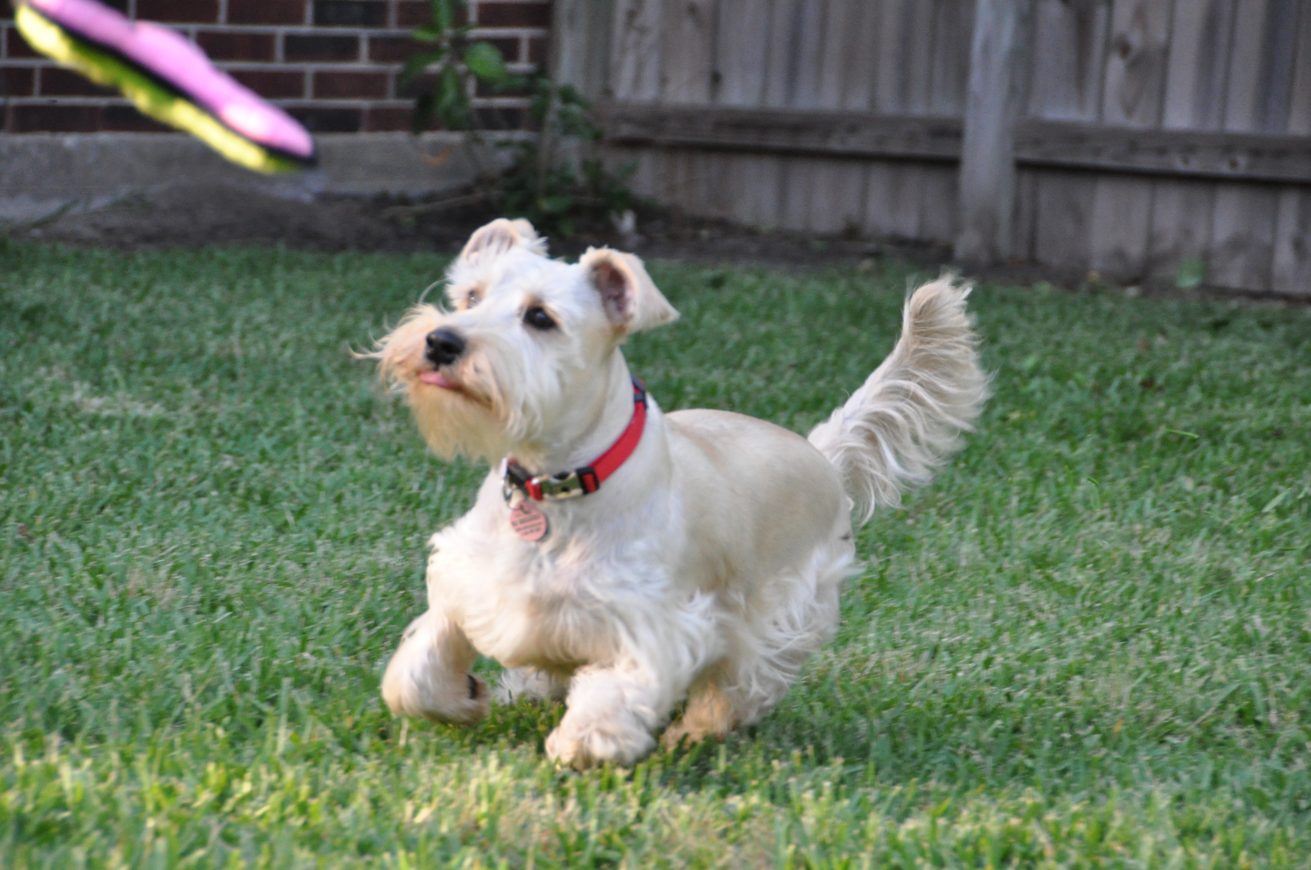 rescue houston miniature schnauzer rescue breeds picture rescue houston miniature schnauzer rescue breeds picture