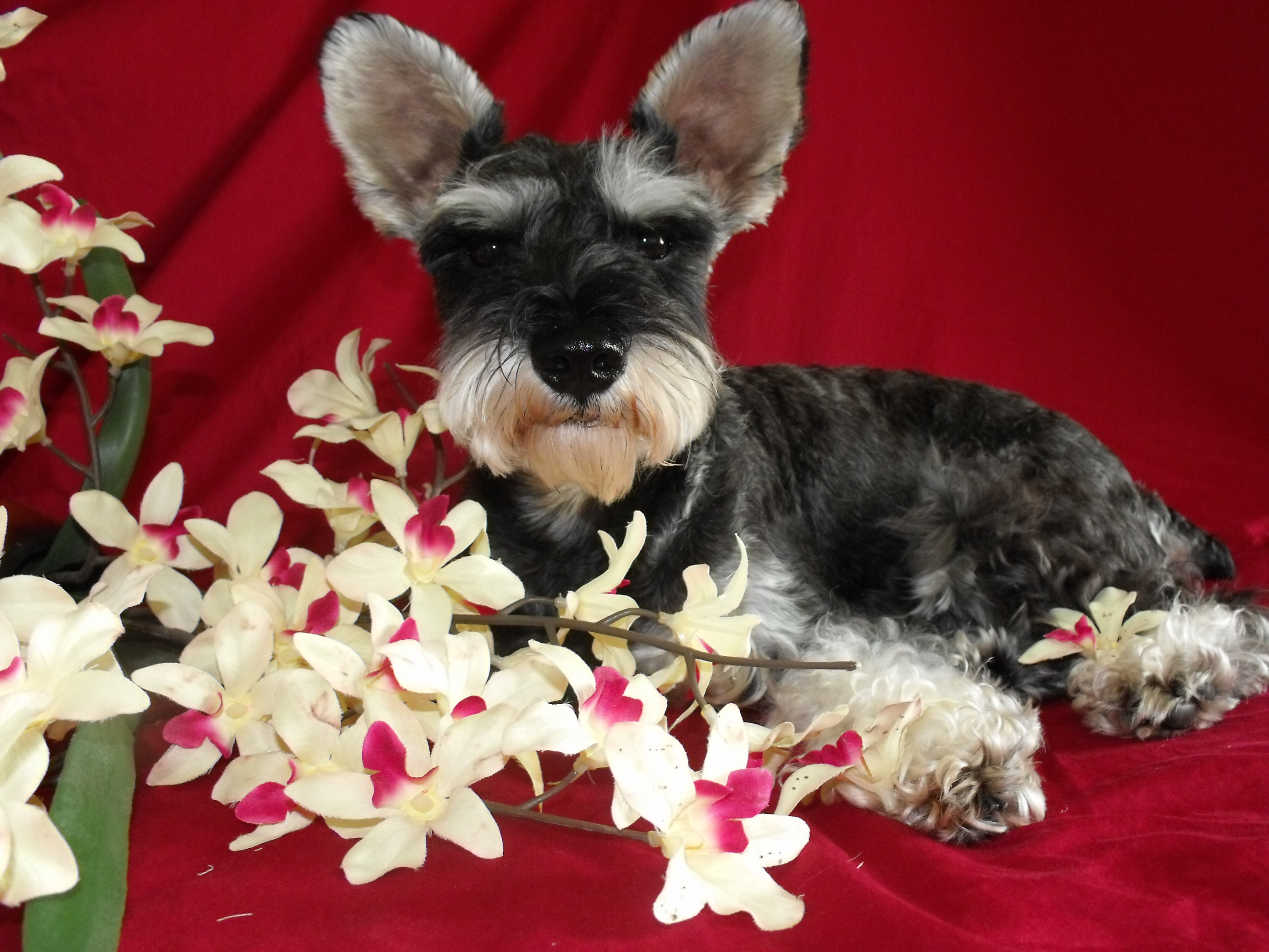 miniature schnauzer rescue puppies miniature schnauzer rescue breeds picture miniature schnauzer rescue puppies miniature schnauzer rescue breeds picture