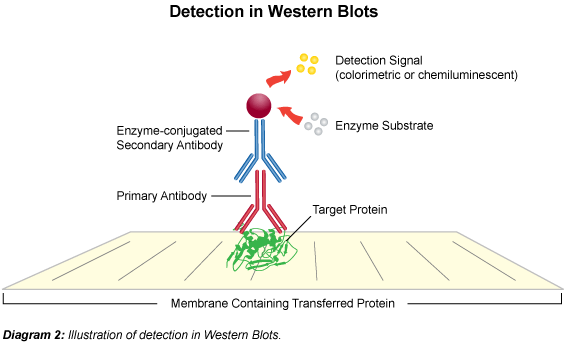 western blot