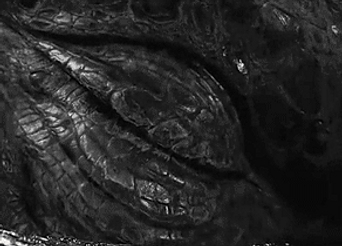 10b2af_c66125172dc64567a1e65ddcdbe1b528~mv2.gif_srz_342_246_85_22_0.50_1.20_0.00_gif_srz