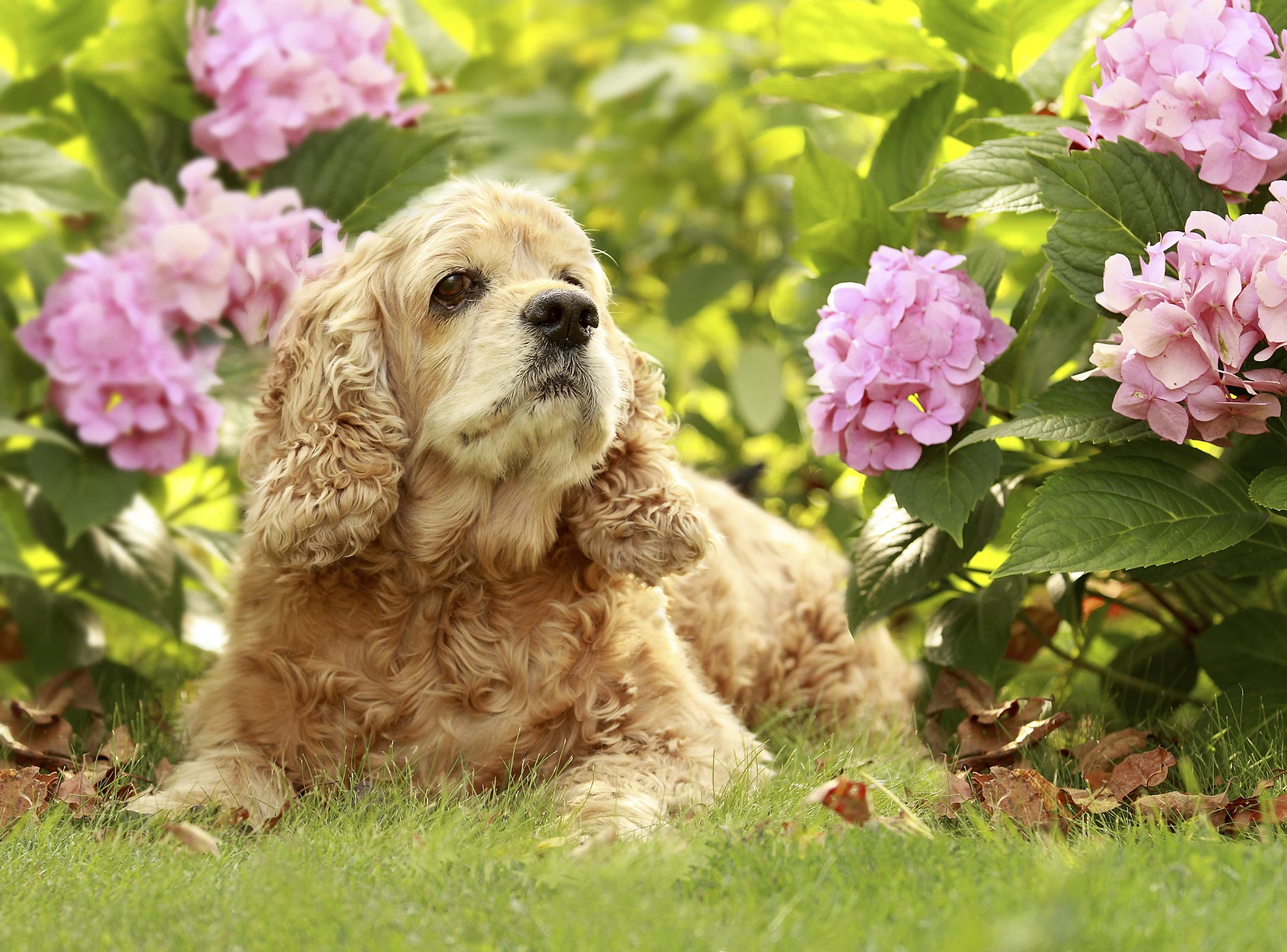 And Whether You Have A Dog, Cat, Hamster Or Rabbit, And Whether You Have A Dog, Cat, Hamster Or Rabbit,