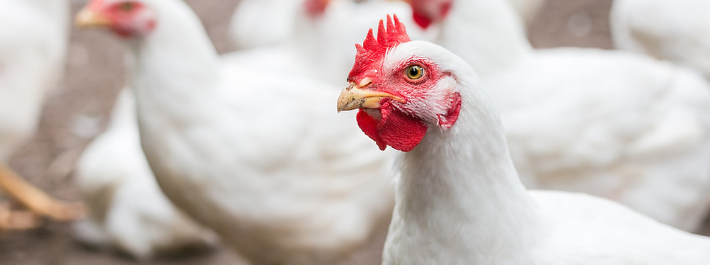 White Chicken