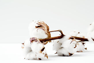 Cotton Branch