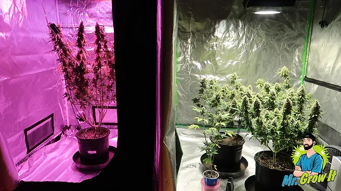 Growing Cannabis Blog How To Grow Marijuana